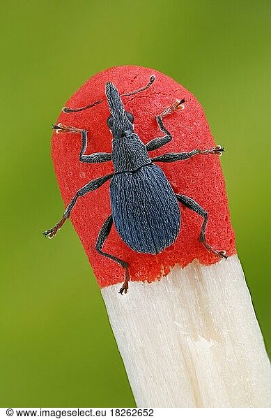 Kleiner Rüsselkäfer (Oxystoma ochropus) auf der Kuppe eines Streichholzes zur Verdeutlichung der geringen Größe