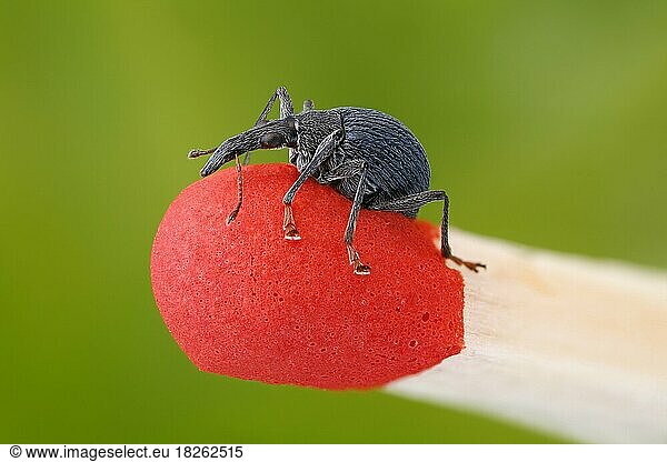 Kleiner Rüsselkäfer (Oxystoma ochropus) auf einem Streichholz zur Verdeutlichung der Größe