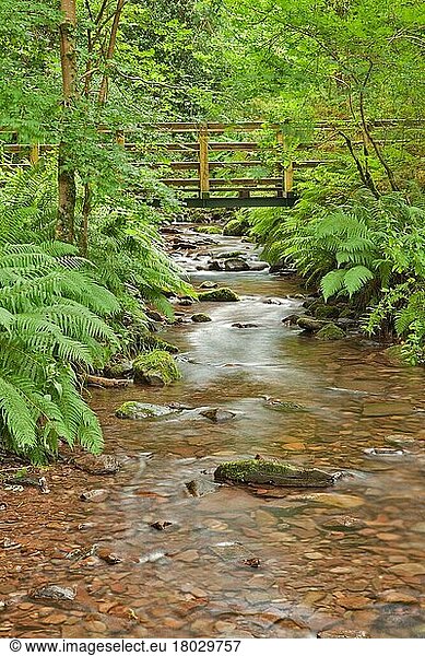 Kleiner Steg über einen Bach im Wald  East Water  East Water Valley  Dunkery and Horner Wood National Nature Reserve  Exmoor N. P. Somerset  England  August