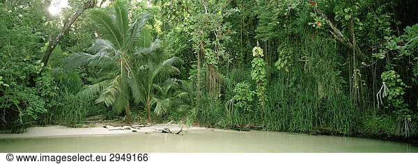 Kleiner Strand am Ufer eines Süßwasser Streams in einem Regenwald  Port Antonio  Portland  Jamaika