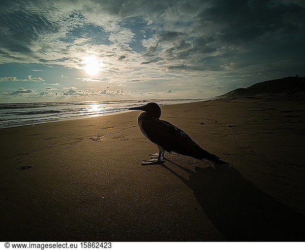 Kleiner und ruhiger Seevogel im Sand im Gegenlicht.