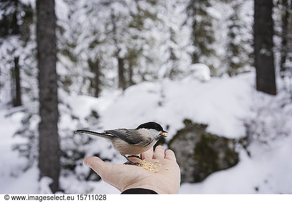 Kleiner Vogel frisst von der weiblichen Hand im verschneiten Wald  Engadin  Schweiz