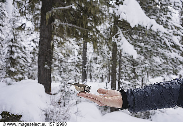 Kleiner Vogel frisst von der weiblichen Hand im verschneiten Wald. Engadin  Schweiz