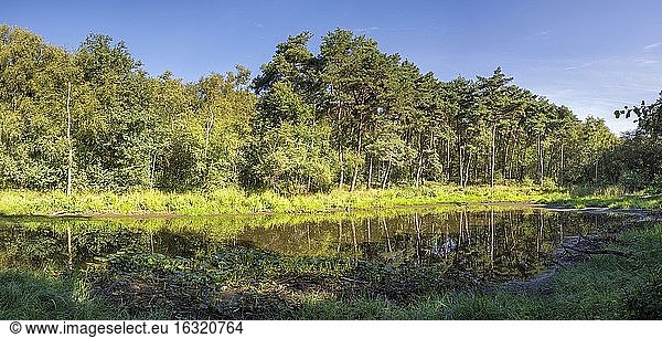 Kleiner Waldsee im niederländischen Naturschutzgebiet Leudal in der Nähe des Dorfes Haelen.