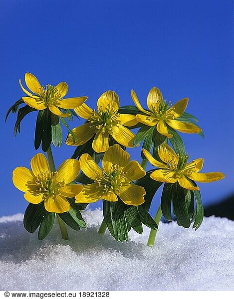 Kleiner Winterling (Eranthis hyemalis)