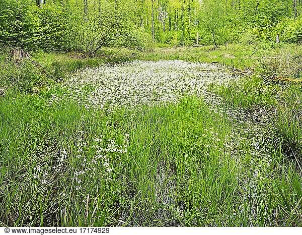 Kleines Kesselmoor  unberührter Wald im Frühling  Grumsiner Forst  UNESCO Welterbe Buchenwald Grumsin  Brandenburg  Deutschland  Europa