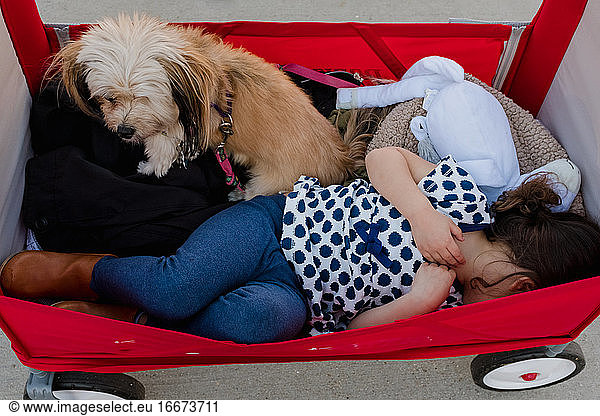 Kleines Mädchen in einem roten Wagen mit einem kleinen Hund