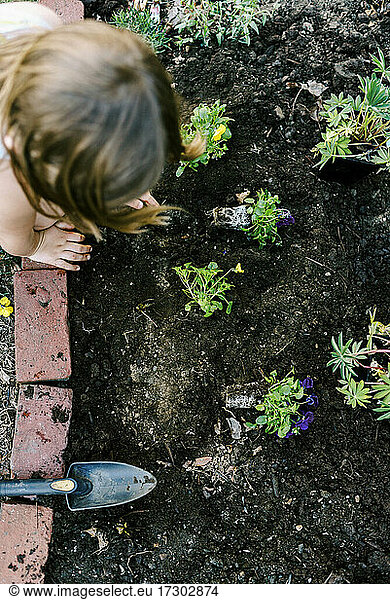 Kleines Mädchen pflanzt ihre kleinen Stiefmütterchen in ihrem eigenen Gartenbeet