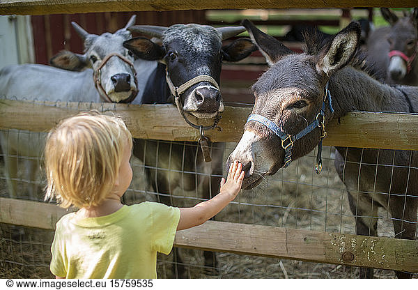 Kleinkind streichelt Esel auf dem Bauernhof