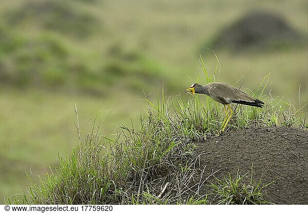 Klunker-Kiebitz (Vanellus senegallus) adult auf Termitenhügel  Territorium verteidigend  Masaii Mara  Kenia  Afrika