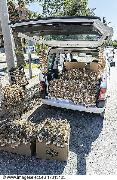 Knoblauch zu Verkauf in einem Auto  Rhodos  Dodekanes  Griechenland  Europa