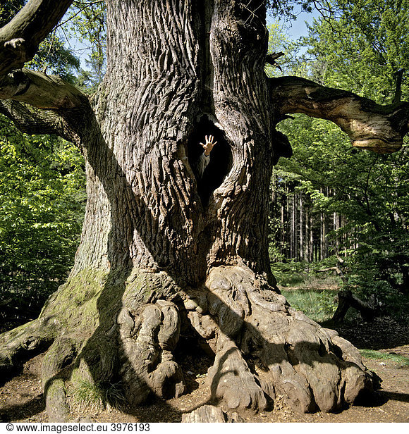 Knorrige Eiche (Quercus) Hand schaut aus einem Loch im Stamm Detail Sababurg Hessen Deutschland Europa