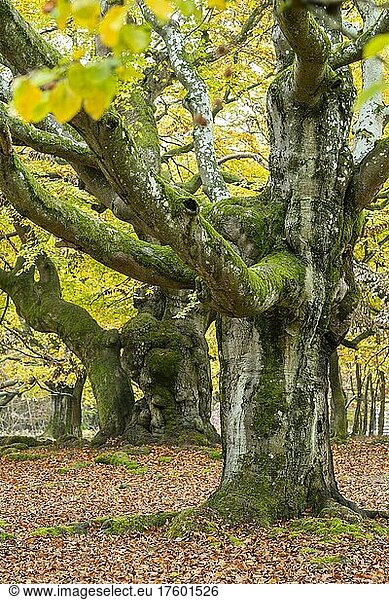 Knorrige Rotbuchen (Fagus sylvatica)  Hutebuchen  im Herbst  Hessen  Deutschland  Europa