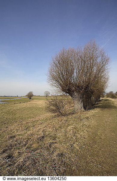 Knotwilgen