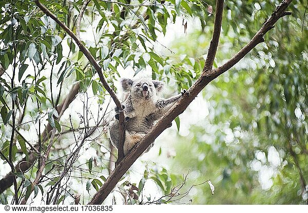 Koala-Bär im Koala-Bären-Schutzgebiet  Port Macquarie  Gold Coast  Australien. In Port Macquarie gibt es nicht nur wunderschöne Strände  sondern auch ein Koala-Bären-Schutzgebiet. Ein großartiger Ort  der vollständig von Freiwilligen betrieben und durch Spenden finanziert wird. Es gab einen wirklich interessanten Vortrag und eine kostenlose Führung  während einige der Koalabären um 15 Uhr gefüttert wurden. Ein Besuch lohnt sich auf jeden Fall  wenn Sie einmal an der Gold Coast unterwegs sind!