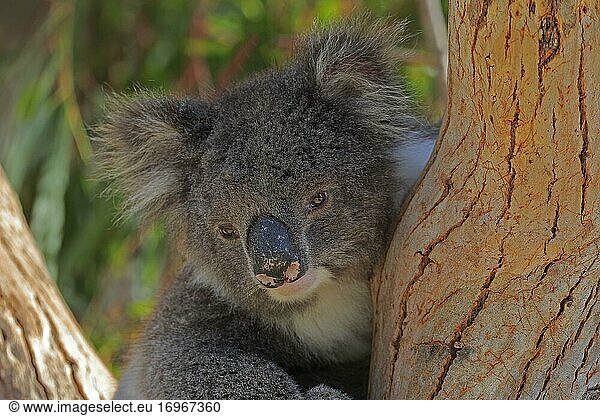 Koala (Phascolarctos cinereus)  adult  portrait  sitting in tree  Kangaroo Island Wildlife Park  Parndana  Kangaroo Island  South Australia  Australia  Oceania