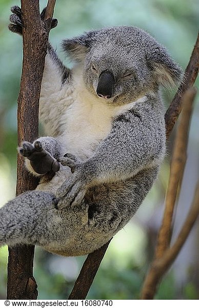 Koala (Phascolarctos cinereus) resting in a tree  Australia