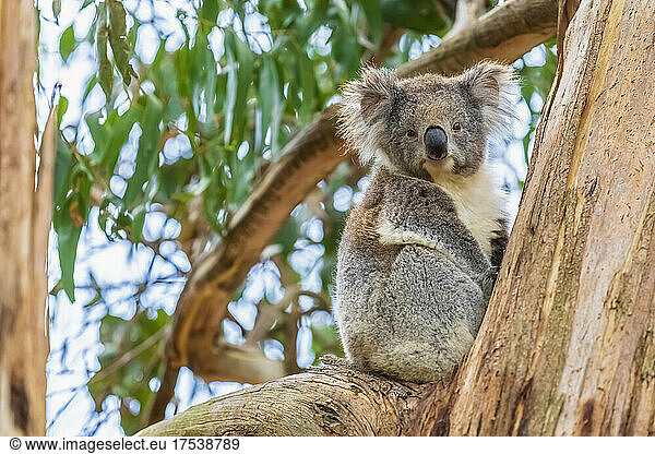 Koala (Phascolarctos cinereus) sitting on tree branch and looking straight at camera