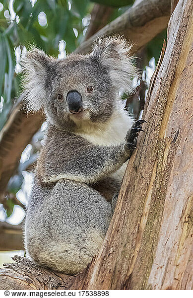 Koala (Phascolarctos cinereus) sitting on tree branch and looking straight at camera
