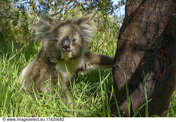 Koala sitting on grass by tree