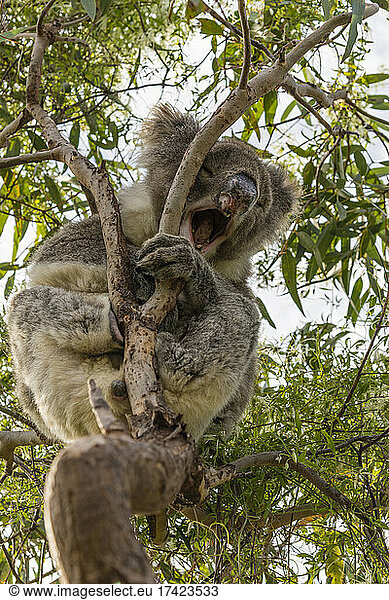 Koala yawning while sitting on tree