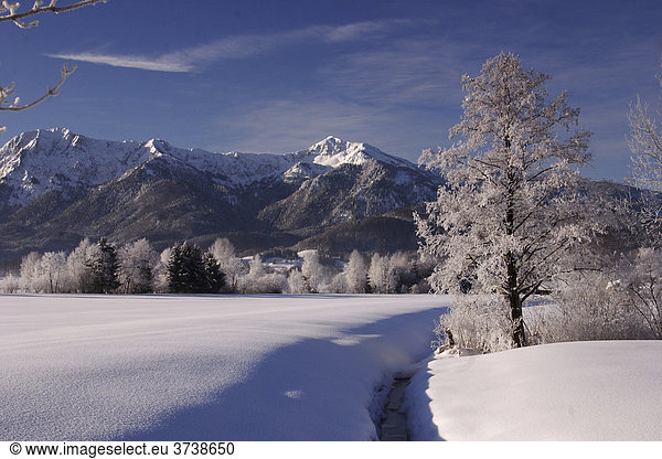 Kocheler Moos in Wintertime  with Herzogstand and Heimgarten mountains  Bavaria  Germany  Europe