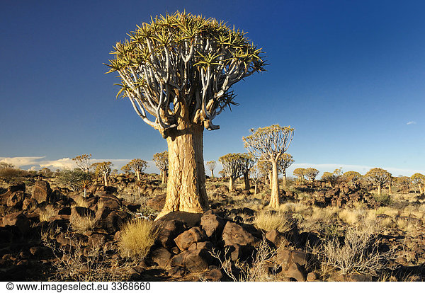 Kocherbaum, Baum, Köcherbaum, Quiver Tree Restcamp, Keetmanshoop, Karas Region, Namibia, Afrika, Reisen, Natur