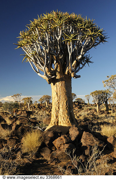 Kocherbaum, Baum, Köcherbaum, Quiver Tree Restcamp, Keetmanshoop, Karas Region, Namibia, Afrika, Reisen, Natur