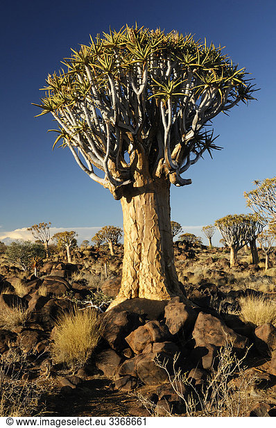 Kocherbaum  Baum  Köcherbaum  Quiver Tree Restcamp  Keetmanshoop  Karas Region  Namibia  Afrika  Reisen  Natur