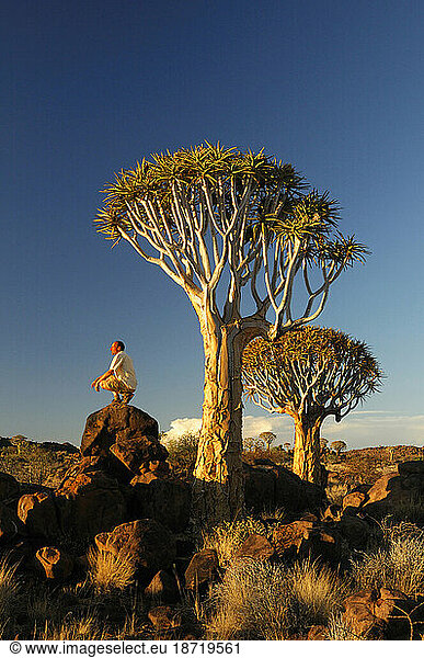 Kocherbaum  Quiver Tree  Quiver Tree Restcamp  Keetmanshoop  Karas Region  Namibia