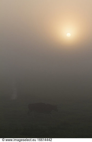 Koe lopend in mistig weiland tijdens zonsopkomst; Domestic Cow walking in meadow during sunrise