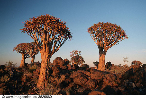 Koecherbaeume im Abendlicht,  Keetmannshoop,  Namiba (Aloe dichotoma) Köcherbaum