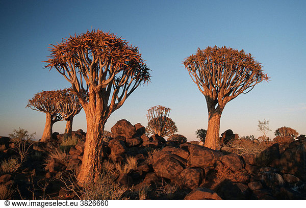 Koecherbaeume im Abendlicht Keetmannshoop Namiba (Aloe dichotoma) Köcherbaum