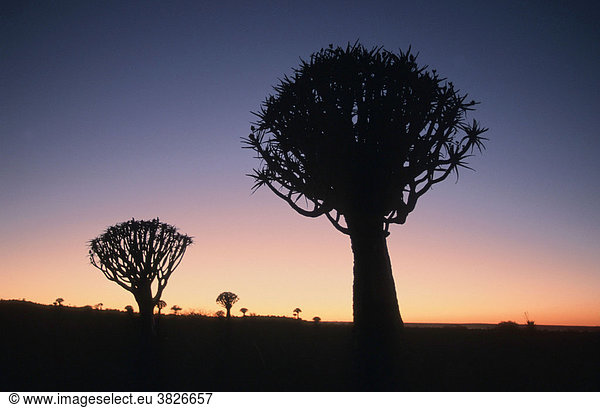 Koecherbaeume in der Abenddaemmerung Keetmannshoop Namiba (Aloe dichotoma) Köcherbaum