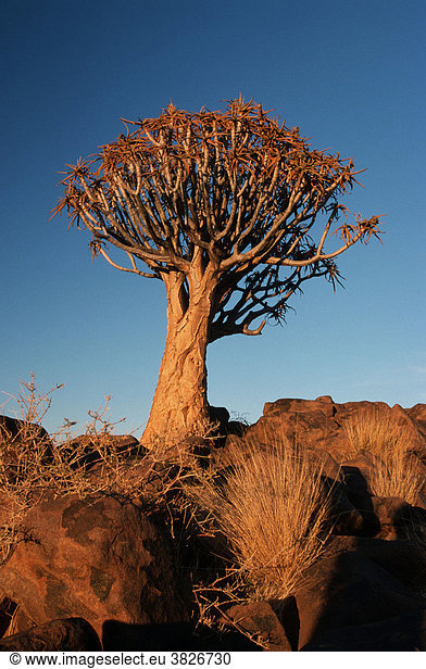 Koecherbaum im Abendlicht  Keetmanshoop  Namibia (Aloe dichotoma) Köcherbaum
