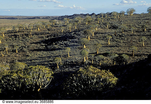 Koecherbaum Köcherbaum Wald Keetmanshoop Namibia Aloe dichotoma