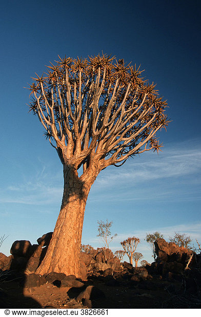 Koecherbaum  Keetmannshoop  Namiba (Aloe dichotoma) Köcherbaum