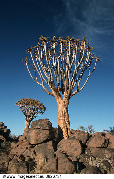 Koecherbaum  Keetmanshoop  Namibia (Aloe dichotoma) Köcherbaum