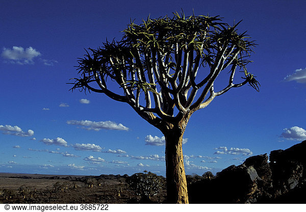 Koecherbaum Kokerboom Suedafrika Aloe dichotoma
