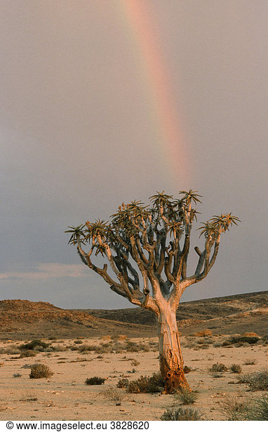 Koecherbaum und Regenbogen  Namibia / (Aloe dichotoma) / Köcherbaum