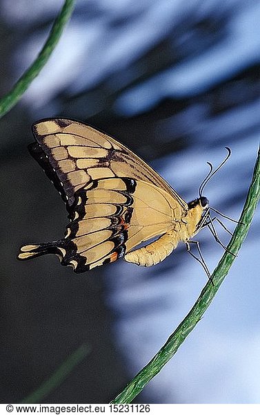 Koenigs Schwalbenschwanz  Papilio thoas  Brasilien