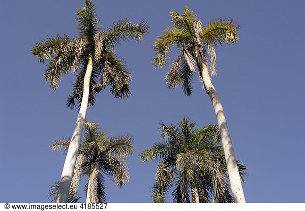 Koenigspalmen (Roystonea regia) auf der Kitchener Insel im Nil  Assuan  Aswan  ügypten