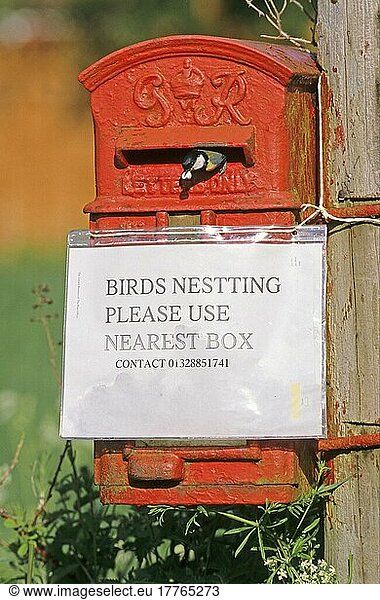 Kohlmeise (Parus major) adult  entfernt Kot vom Briefkasten-Nistplatz  Schild Birds Nesting  Norfolk  England  Großbritannien  Europa