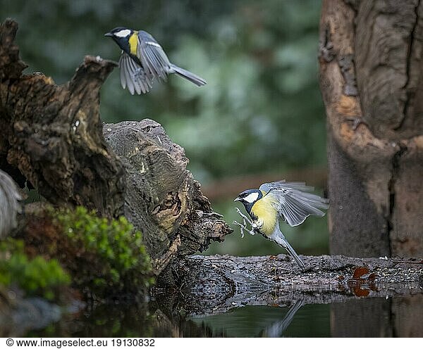 Kohlmeisen (Parus major) nach links fliegend  landend  sich im Wasser spiegelnd  umgeben vom Uferrand  Moos und marodem Baumstumpf  Overijssel  Niederlande  Europa