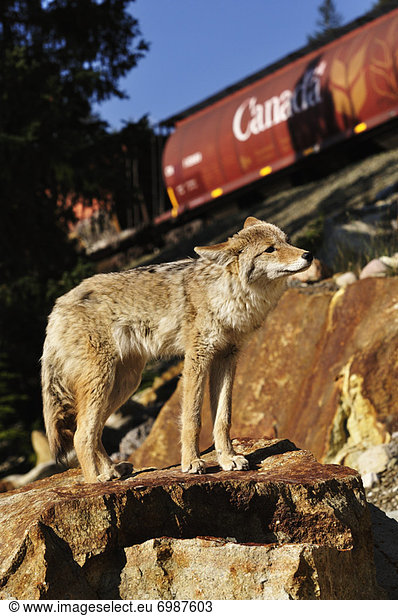 Kojote  Canis latrans  Jasper Nationalpark  Alberta  Kanada