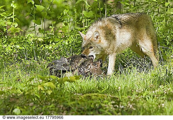 Kojote  Kojoten (Canis latrans)  Coyote  Coyoten  Präriewolf  Hundeartige  Raubtiere  Säugetiere  Tiere  Coyote adult  feeding on wild turkey (U.) S. A