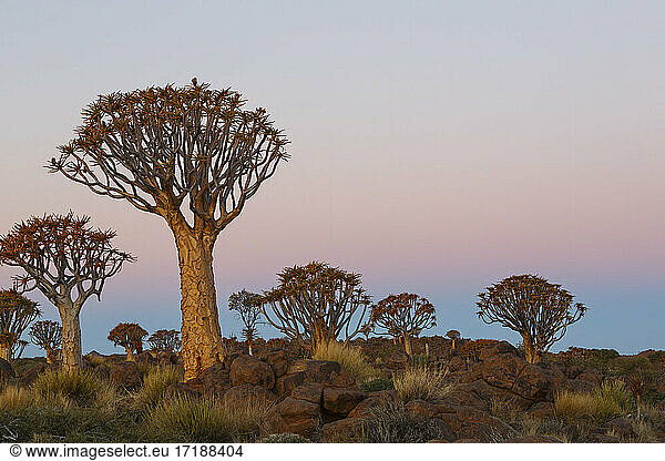 Kokerboom (Aloidendron dichotoma) forest,  Keetmanshoop,  Namibia Kokerboom forest,  Namibia