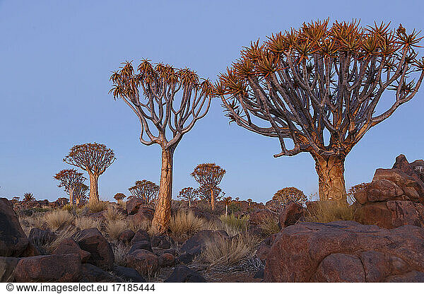Kokerboom (Aloidendron dichotoma) forest  Keetmanshoop  Namibia Kokerboom forest  Namibia