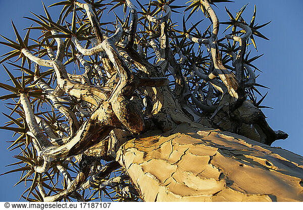 Kokerboom (Aloidendron dichotoma) forest  Keetmanshoop  Namibia Kokerboom forest  Namibia