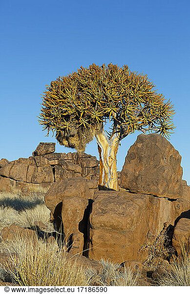 Kokerboom (Aloidendron dichotoma)  Keetmanshoop  Namibia Kokerboom forest  Namibia